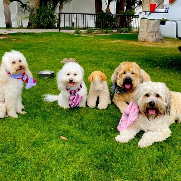 Offers & Bundles - Picture 9 of 9